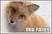 Red Foxes