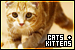 Cats and Kittens Cats and Kittens
